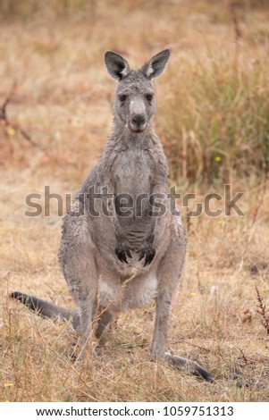 Kangaroo standing up in grasslands in the Grampians, Australia