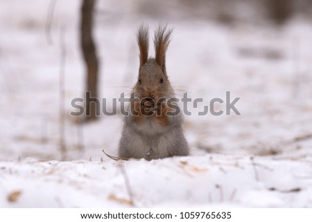 Squirrel sits on the snow on its hind legs and gnaws a nut. Close-up. 
Siberia, Novosibirsk Region, Russia.