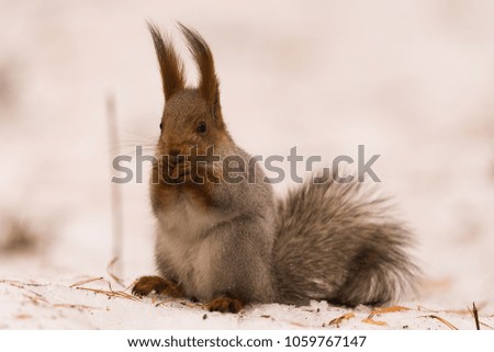 Squirrel sits on the snow on its hind legs and gnaws a nut. Close-up. 
Siberia, Novosibirsk Region, Russia.