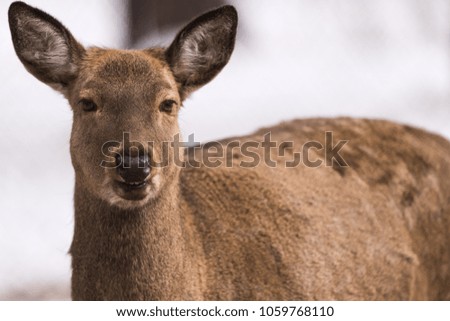 Maral (red deer) in the reserve. Siberia, Novosibirsk Region, Russia.
