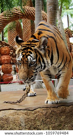 
Tiger in Nong Nooch Village Thailand                       
