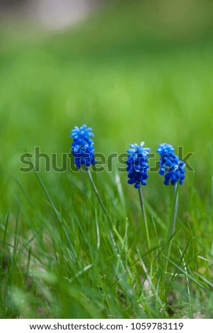 Picture of blue muscari with green grass