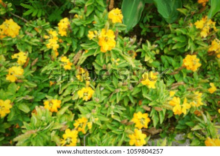 Abstract background. blurred Yellow flowers as a background. blooming crossandra(crossandra infundibuliformis) flowers. Flora background.