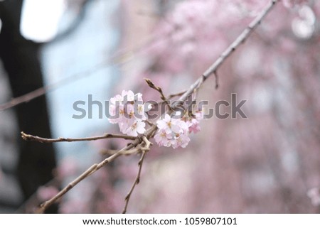 Focus on Sakura flower