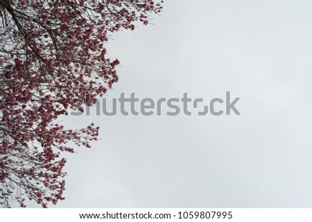 Japanese magnolia over cloudy gray sky