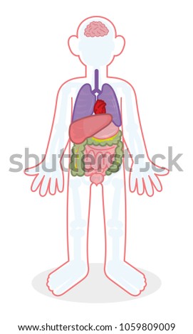 infographic human body with different X-ray skeleton bones internal organs person. Heart brain liver stomach thin intestine colon lungs. Modern vector style illustration cartoon character flat design.