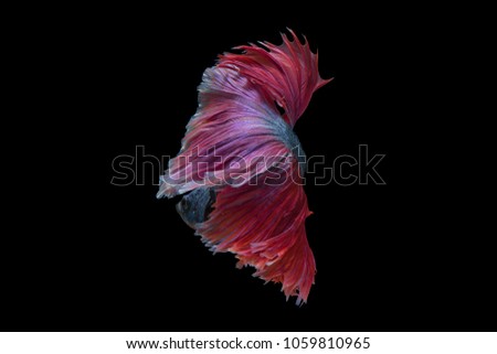 The moving moment beautiful of siam betta fish in thailand on black background. 