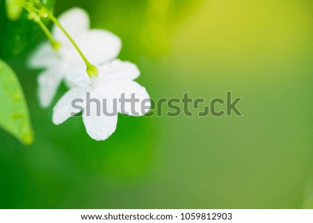 Closeup nature view of white flower used for background or wallpaper