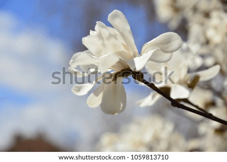 Beautiful flowering magnolia tree
