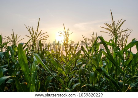 
a front selective focus picture of organic young corn flowers at agriculture field in the evening sunset.. 
