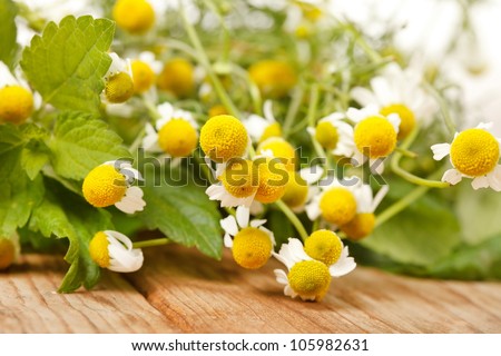 Chamomiles and mint