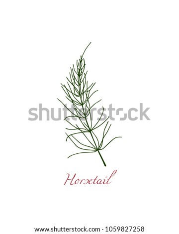 Vector illustration of hand drawn field horsetail. Beautiful floral design elements,  ink drawing.
