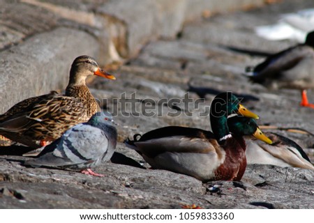 Birds and animals in wildlife. Amazing closeup view of brown mallard female duck on stone under sunlight on the rocks