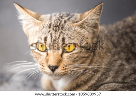 Yellow eyes of asian cat in sit moment