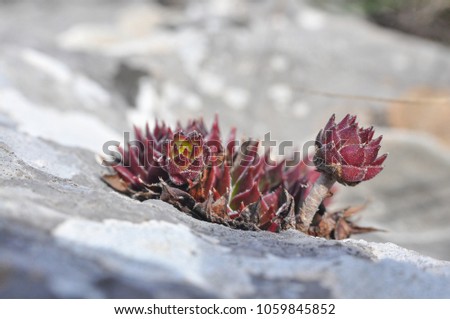 Sempervivum tectorum,Common Houseleek, - perennial plant growing in flower pot. Sempervivum in nature, great healthy plant for herbal medicine