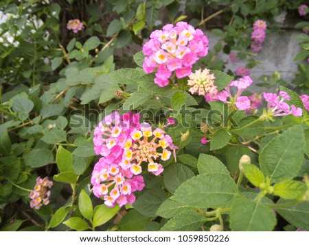 Weeping Lantana or White Sage or Cloth of gold in the garden