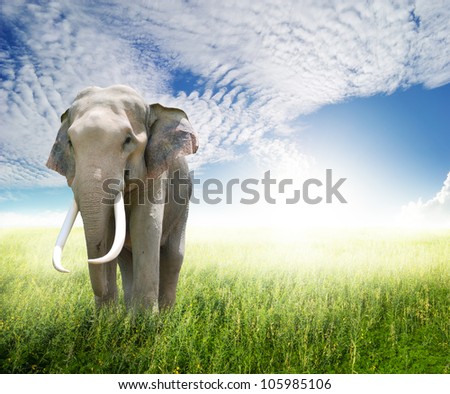 Elephant in green field and sun sky