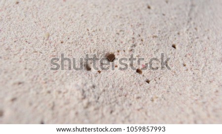 Close up picture of the pink sand of Bahamas in Harbour Island