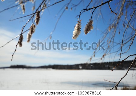 Closeup of catkins on a sunny winter day.  Blurry background with frozen lake. Horizontal photo with copy space.