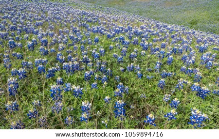 Wide Angle View of Rolling Hills covered in Bluebonnets
