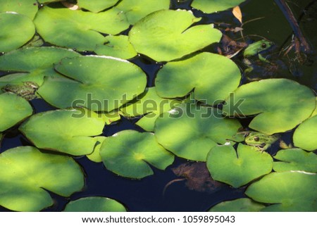 Green Frogs on lily pads in the spring