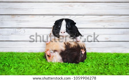 Funny fatly and lazy guinea pig. Fast food and bloating concept. Glutton. Royalty-Free Stock Photo #1059906278