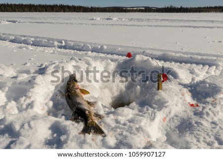 Dead pike on ice with snow and a blue sky in background close to a hole in the ice prepared with a special winter fishing equipment used to catch pike, picture from the Nortern Sweden.