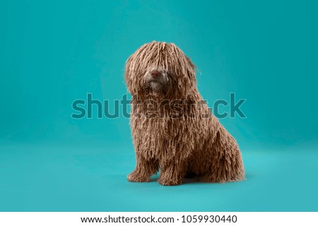 long hair deadlock dog