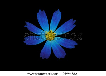 blue flower on isolated background