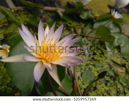 This photo display a picture of a lotus flower, this flower lives in the waters area and in the swamp