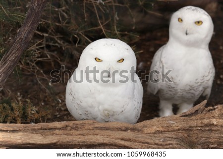 pair of beautiful white snowy owls on a log
