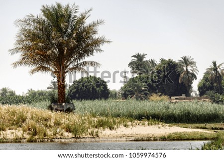 Egypt , a donkey and a tree.