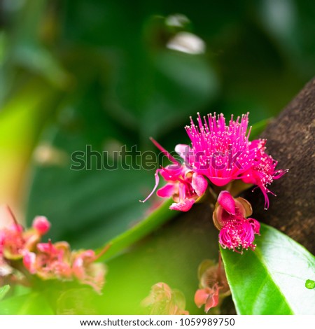 Pollen of a Malay apple (Syzygium malaccense) flower with blurred background.