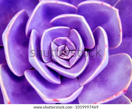 Echeveria succulent plant close up.Abstract purple toned floral background.Selective focus.