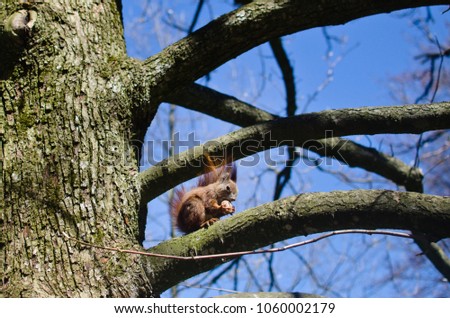 squirrel on a branch eats nuts on a sunny day