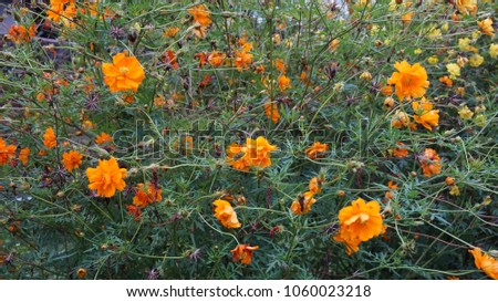Plants Marigold Flower 