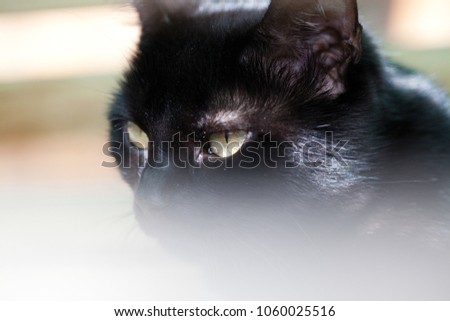 black cat hiding - focus on the eyes