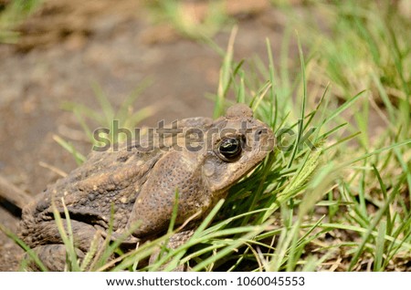 Cane Toad in natural habitat