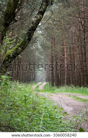 Curvy path in a forest in the Prignitz district of the German federated state of Brandenburg, where the land is modified and trees are planted for the production of timber.