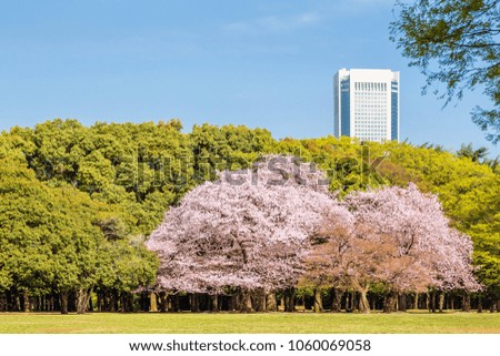 Cherry blossoms and trees in Tokyo Yoyogi Park/Tokyo is the capital of Japan