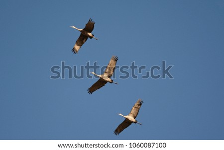 Bright vista on a flock of three sandhill cranes in full flight thru a clear blue sky.