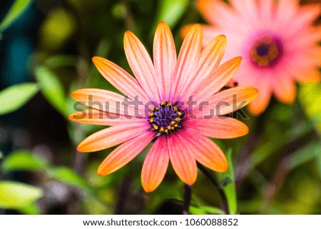 Close up of Orange African Daisy (Osteospermum)