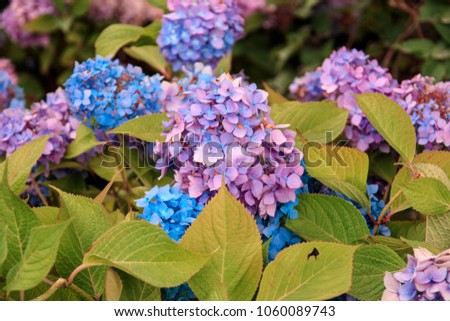 Cloesup of hydrangea blossoms in pink, purple and blue with green leaves
