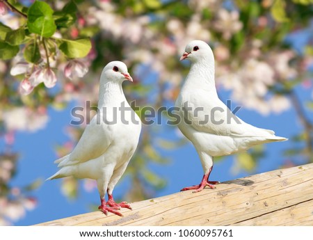 two white pigeon on flowering background - imperial pigeon - ducula          Royalty-Free Stock Photo #1060095761