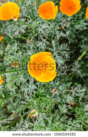 Isolated orange flower with room for copy text