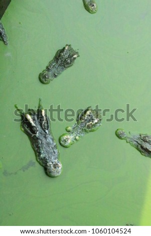 Crocodile float on water surface.