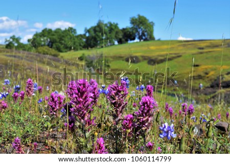 California Wild flowers on Table mountain in Oroville, California.  Purple Owl clover, Lupin, rolling green hills with oak trees. Royalty-Free Stock Photo #1060114799