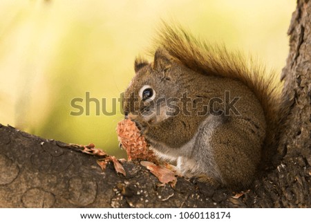 American red squirrel eating pine cone