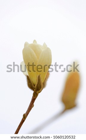White magnolia, close-up shots