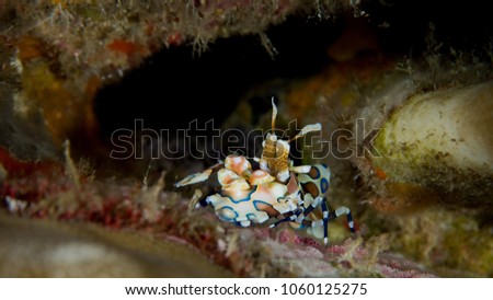 The Beautiful Harlequin shrimp